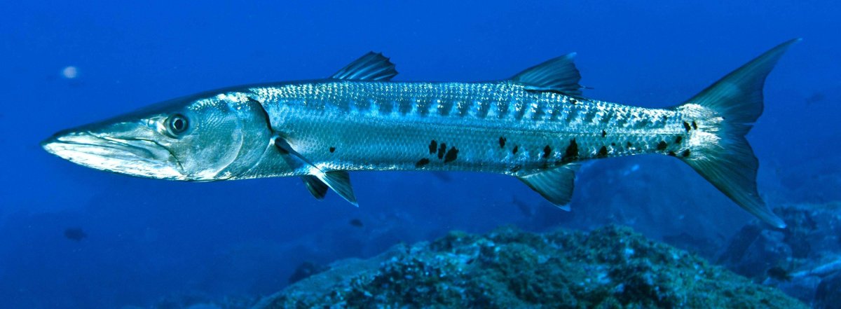 Барракуда рыба