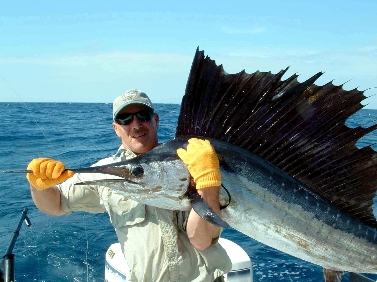 Пеламида рыба