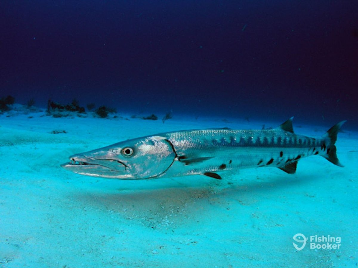 Акула Барракуда