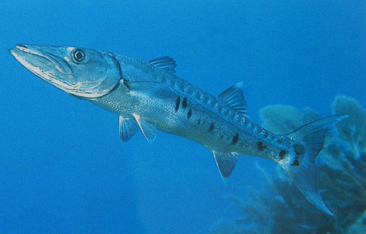 Рыба похожая на барракуду