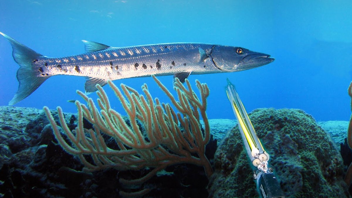 Щука раскраска