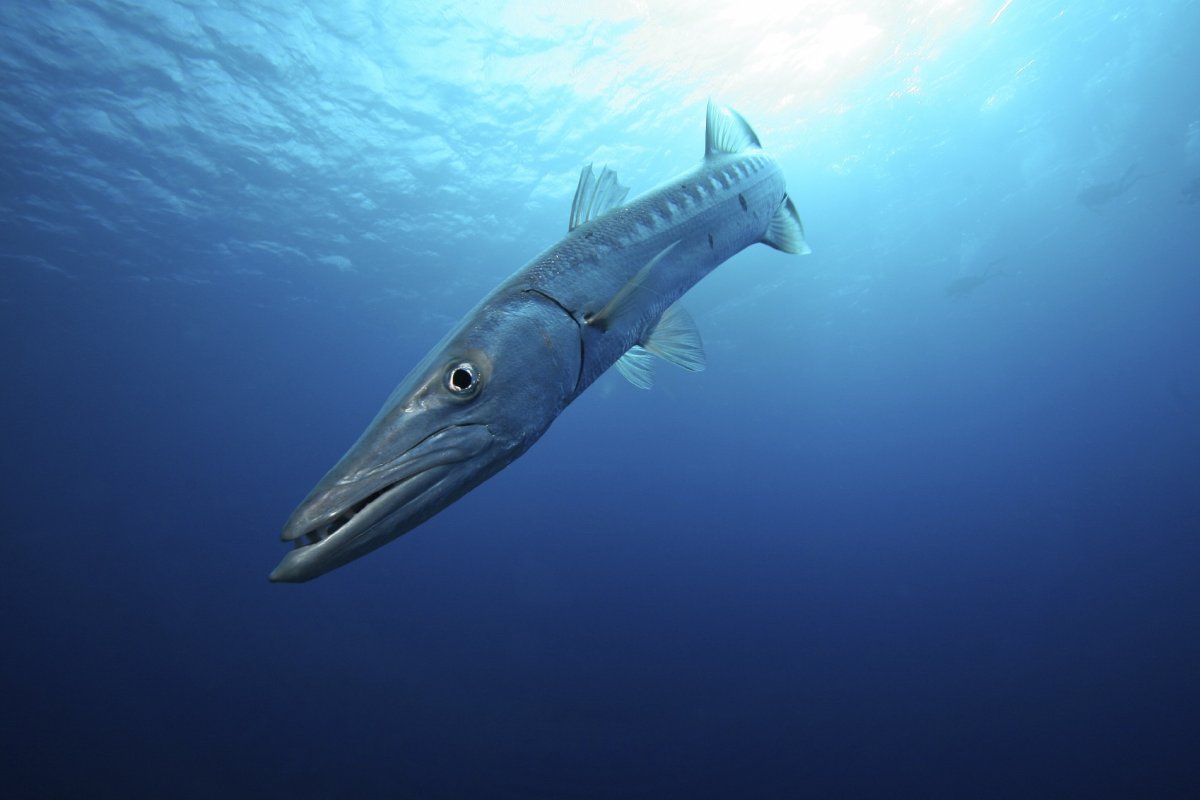 Морская щука Барракуда