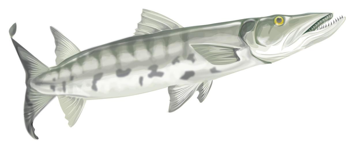 Голубой Марлин Доминикана