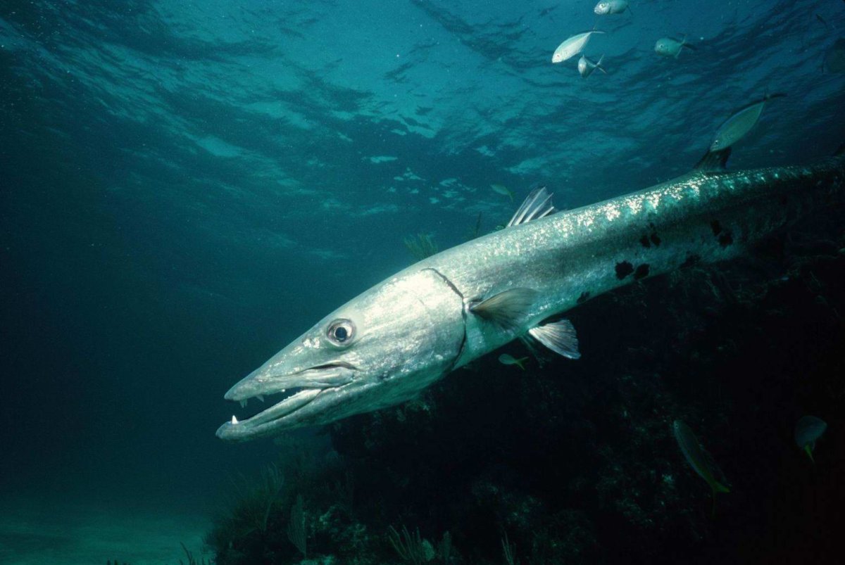 Барракуда арт