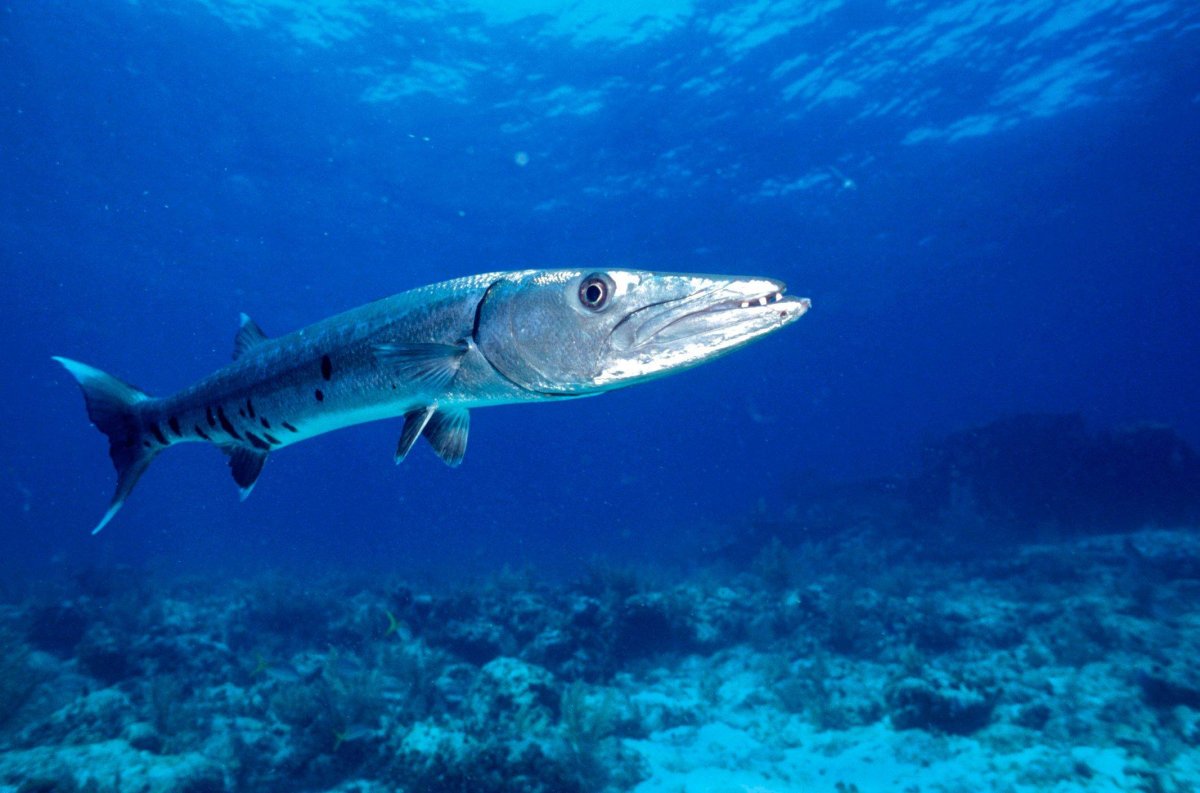 Морская щука Барракуда