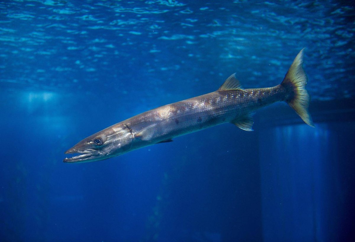 Барракуда рыба малек