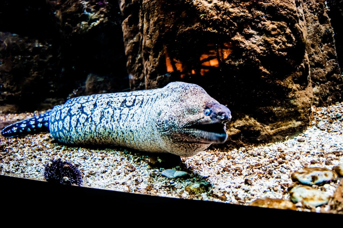 Монстры океана Марианская впадина