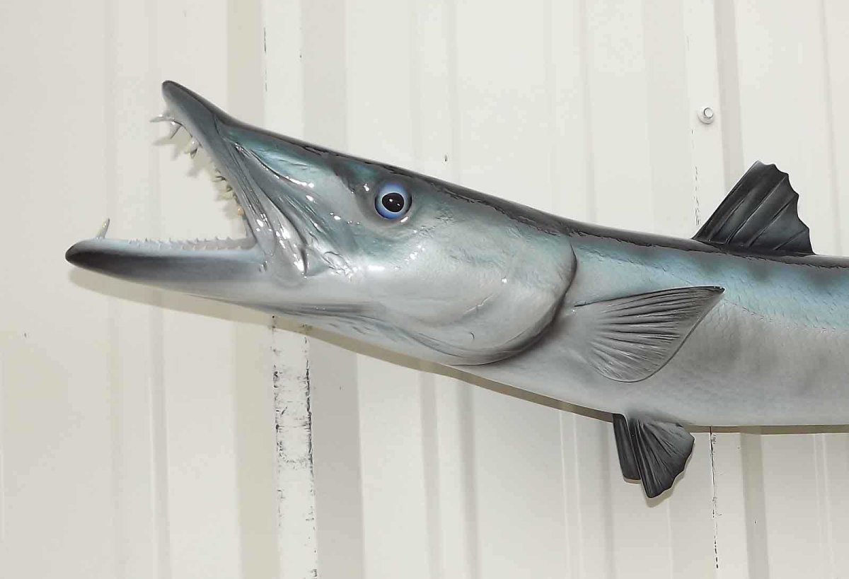 Барракуда зубы