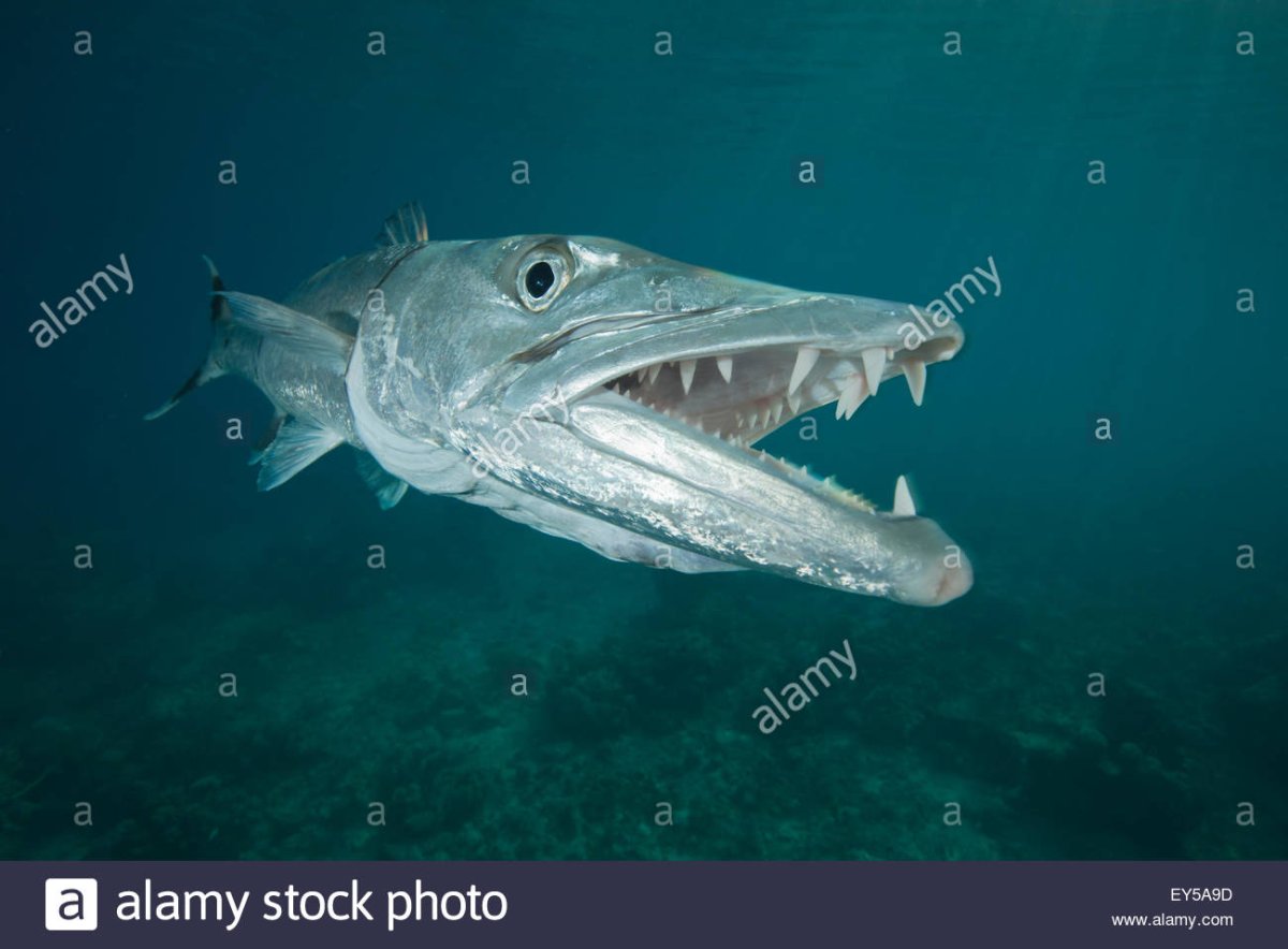 Большая Барракуда акула