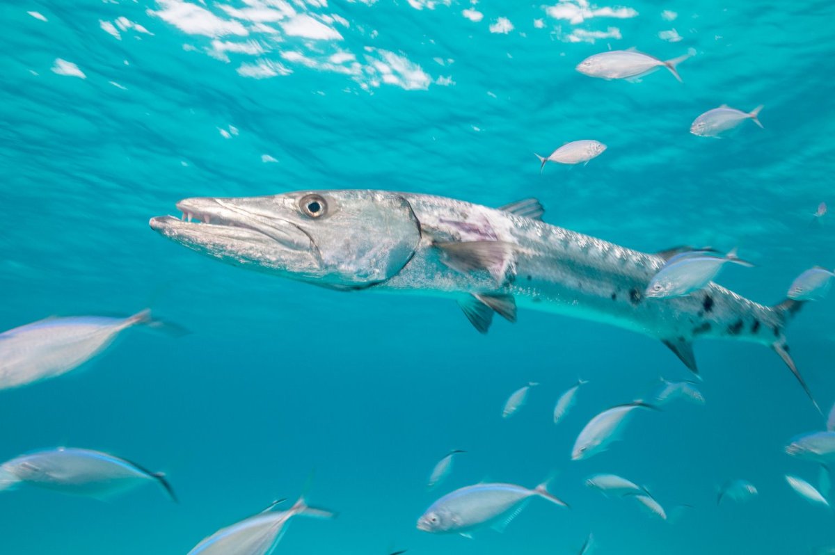 Okito Barracuda