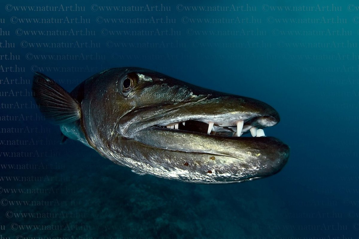 Мурена рыба и Барракуда