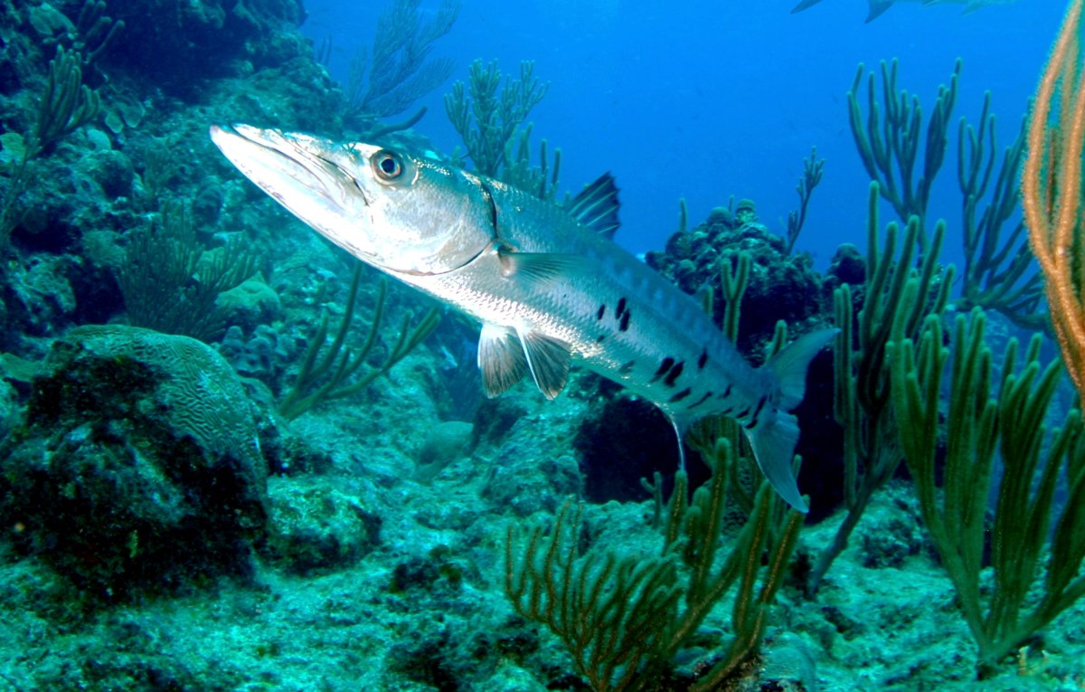 Барракуда (сфирена)