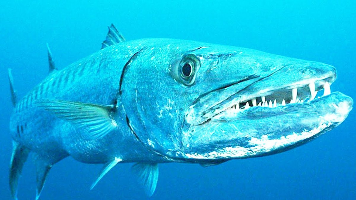 Гигантская Барракуда