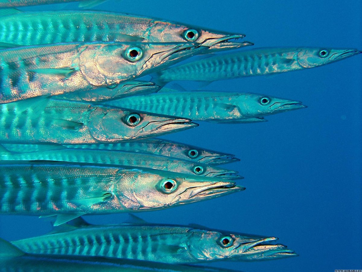 Рыба Ваху в море