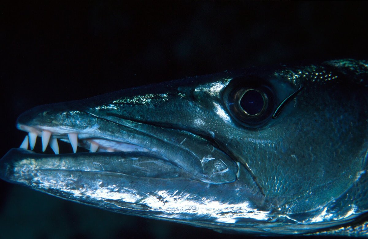 Барракуда морская рыба