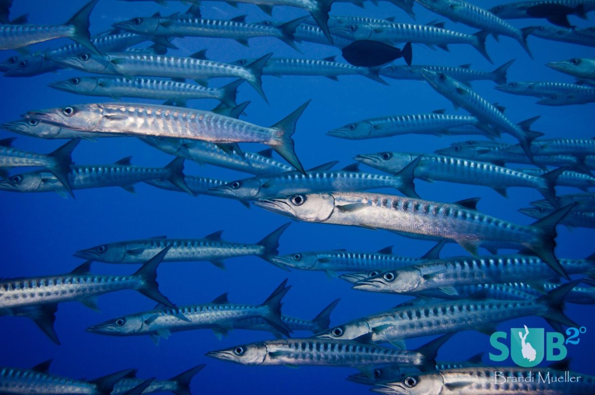 Голубая Барракуда