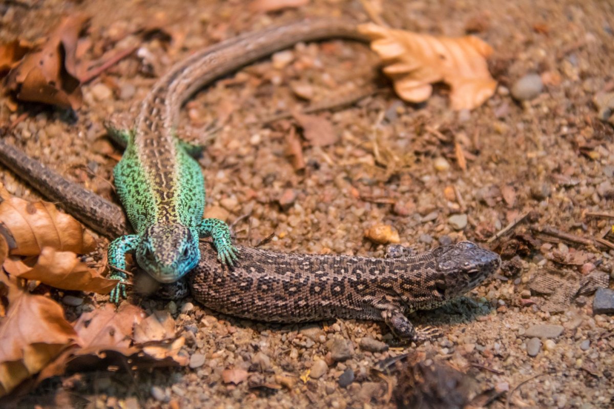 Зеленокровные сцинки