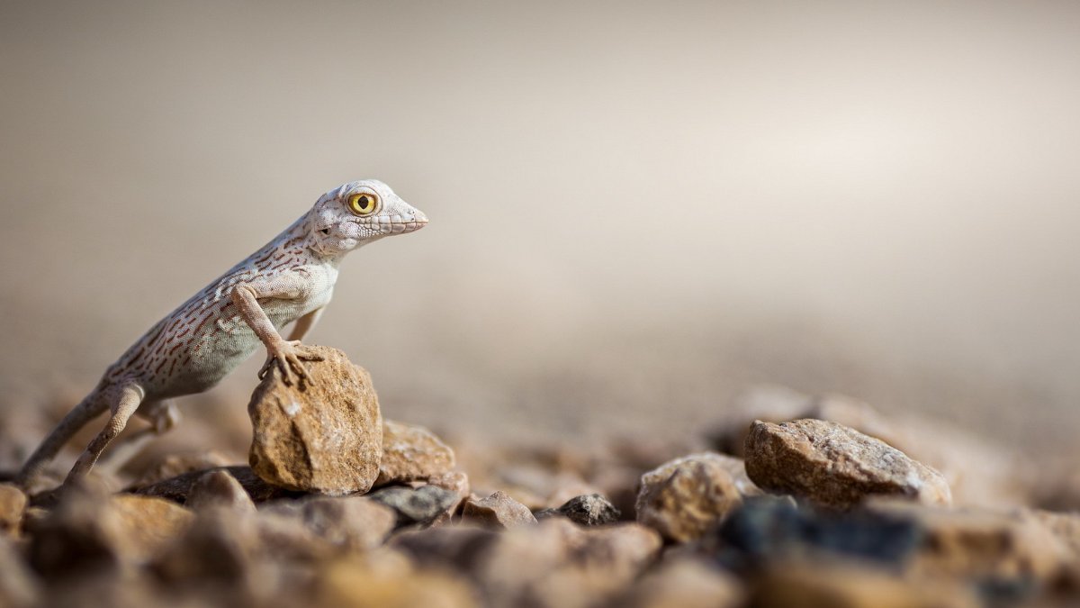 Древесная Аброния голубая