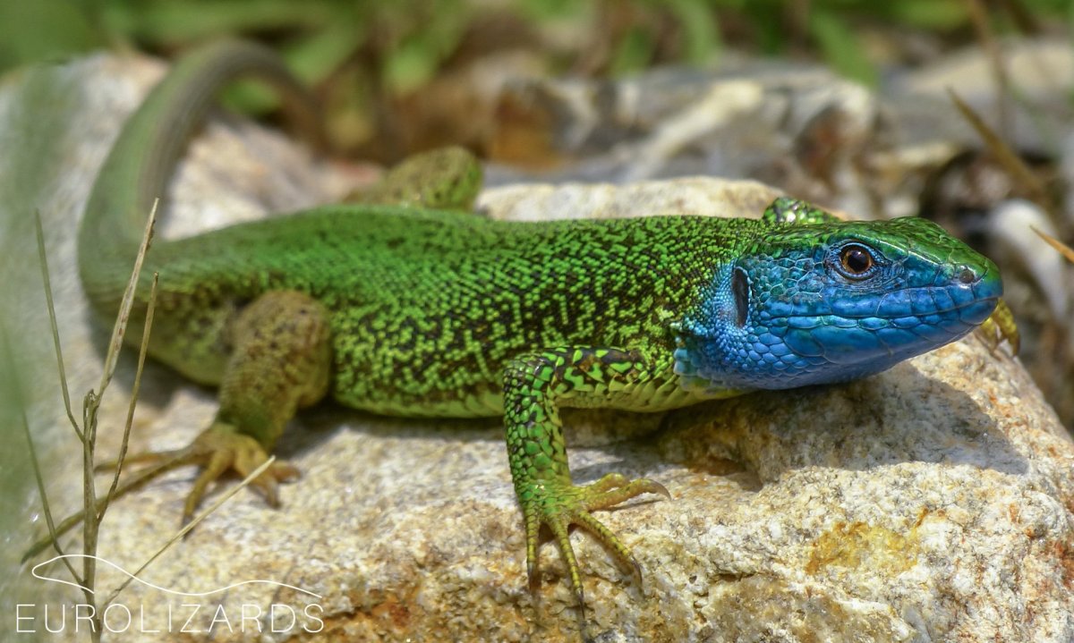 Каменная ящерица Геншин