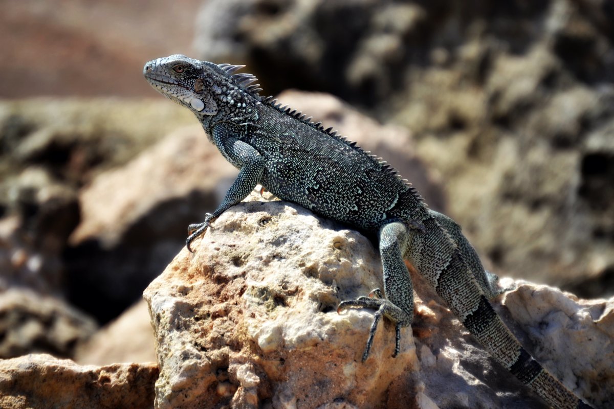 Зеленая прыткая ящерица