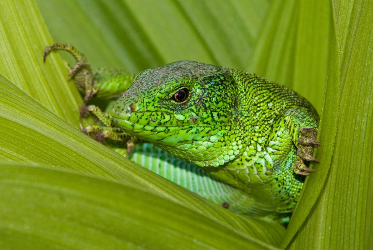Прыткая и живородящая ящерицы