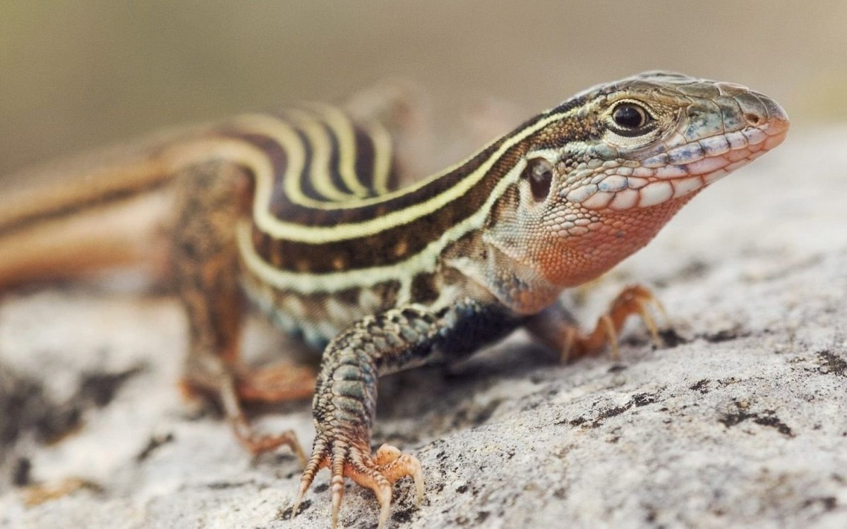 Виридис ящерица