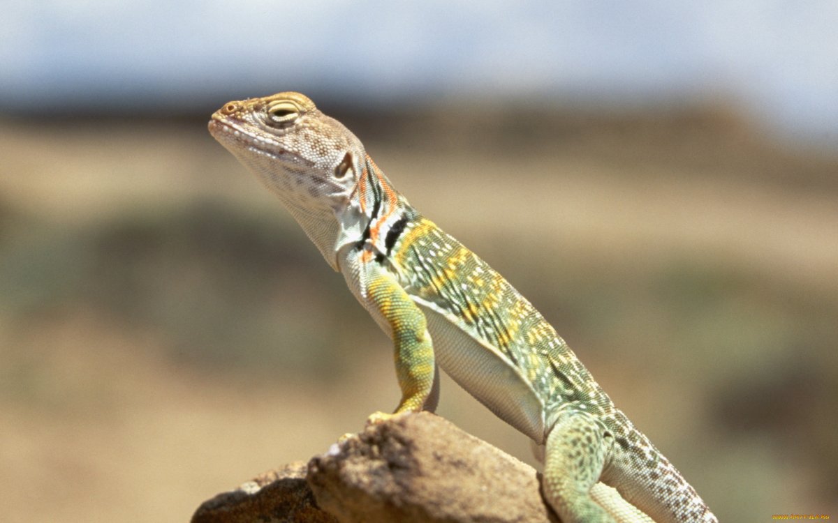 Трёхлинейчатая ящерица