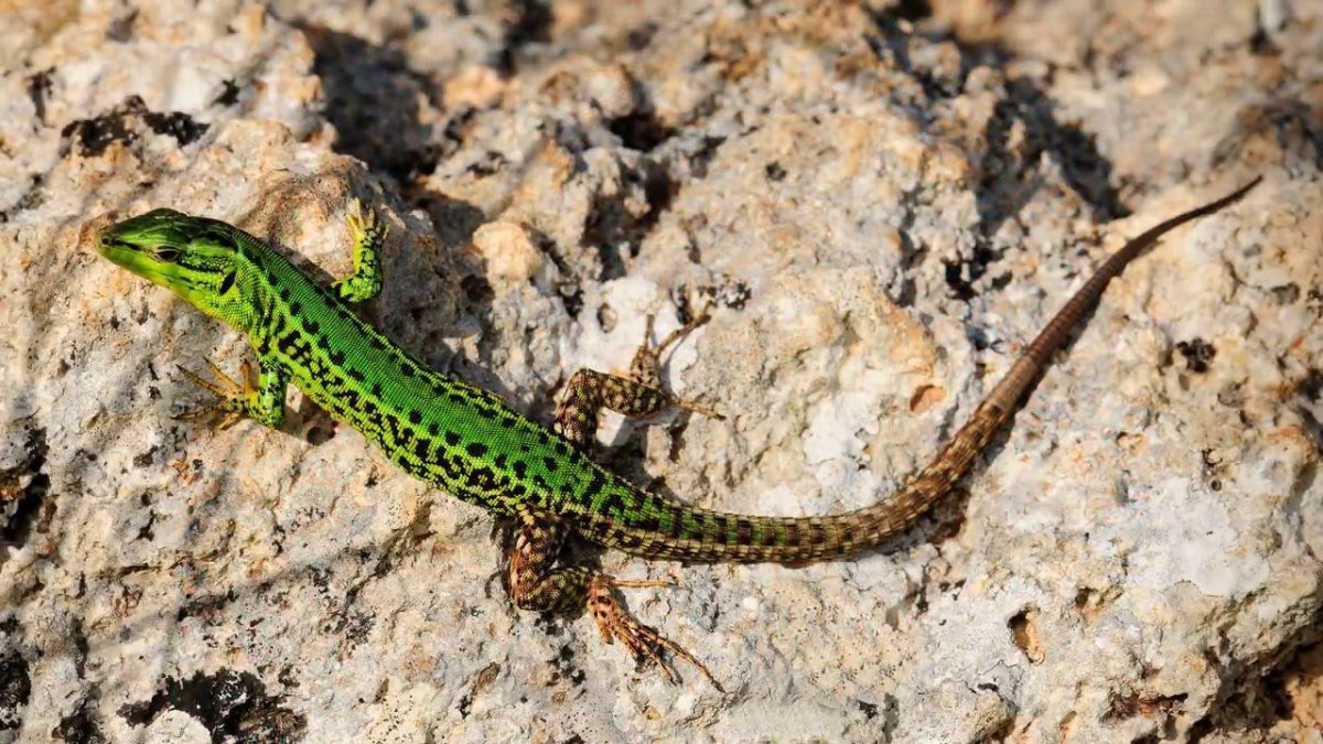 Живородящая ящерица (Zootoca vivipara)