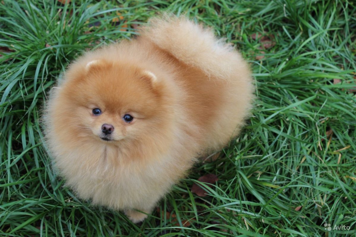 Померанский шпиц белый милый