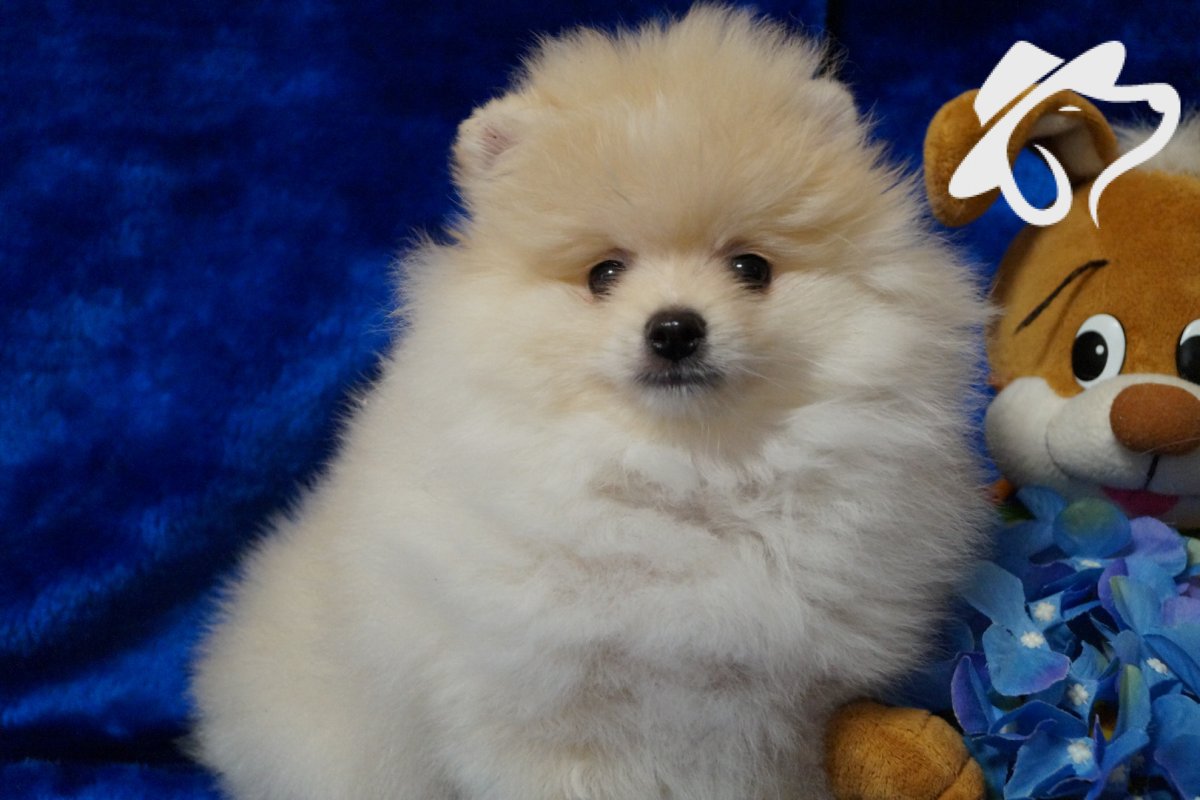 Померанский шпиц корейский