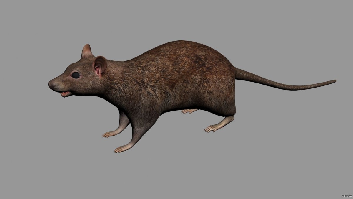 Крыса 3д модель