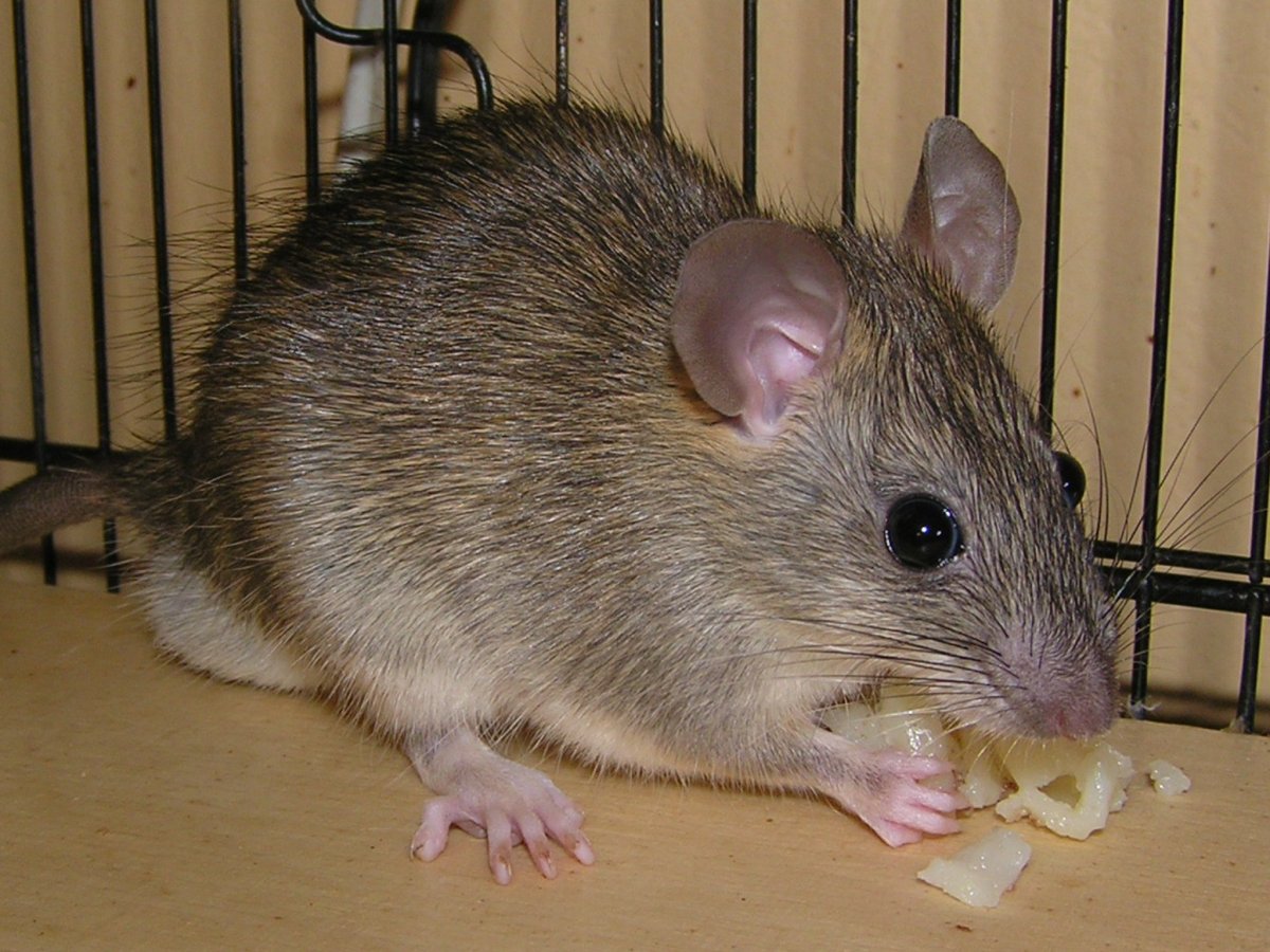 Крыса на прозрачном фоне