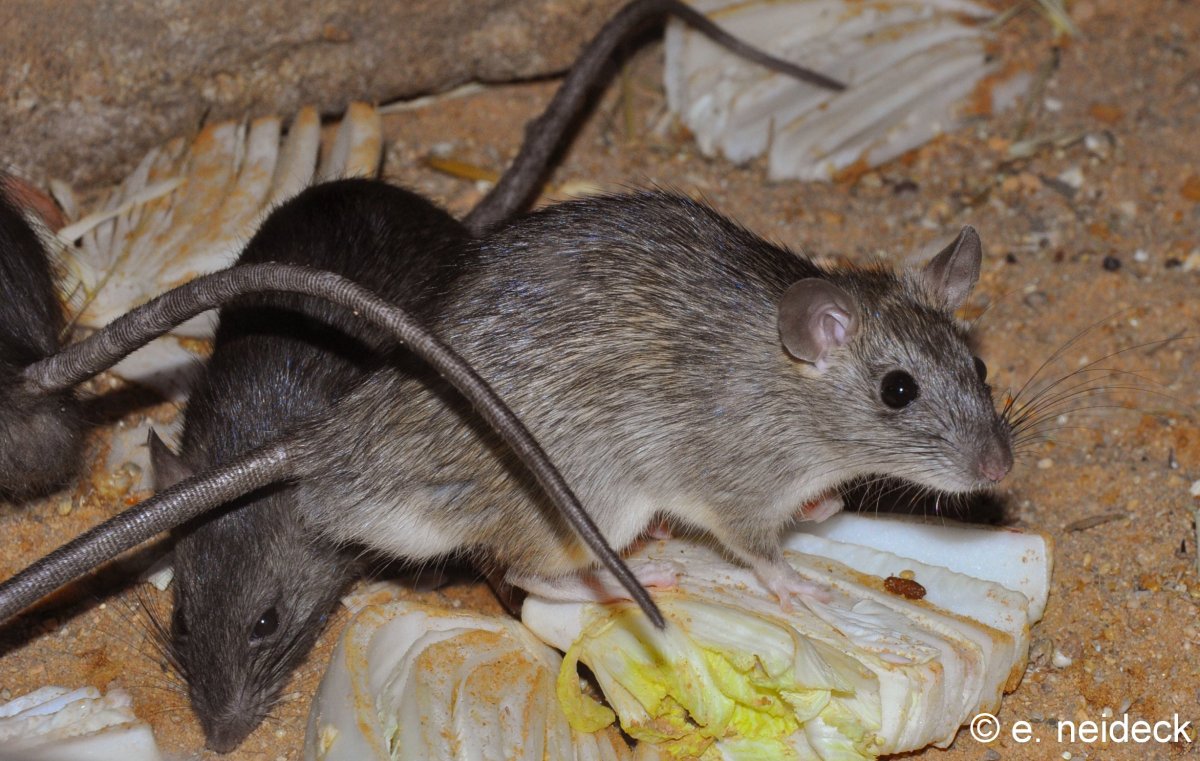 Крыса Rattus Rattus