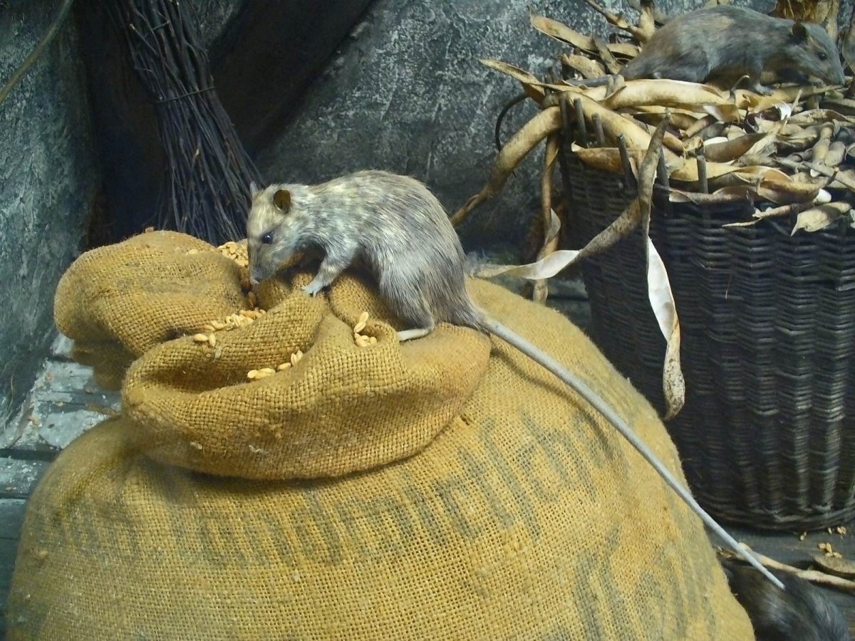 Крыса Пасюк дикий