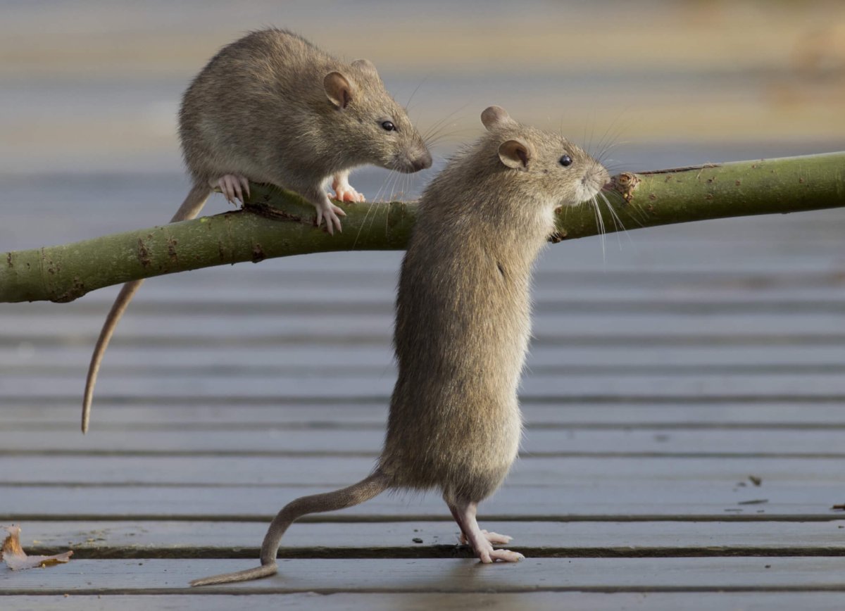 Серебристобрюхая крыса