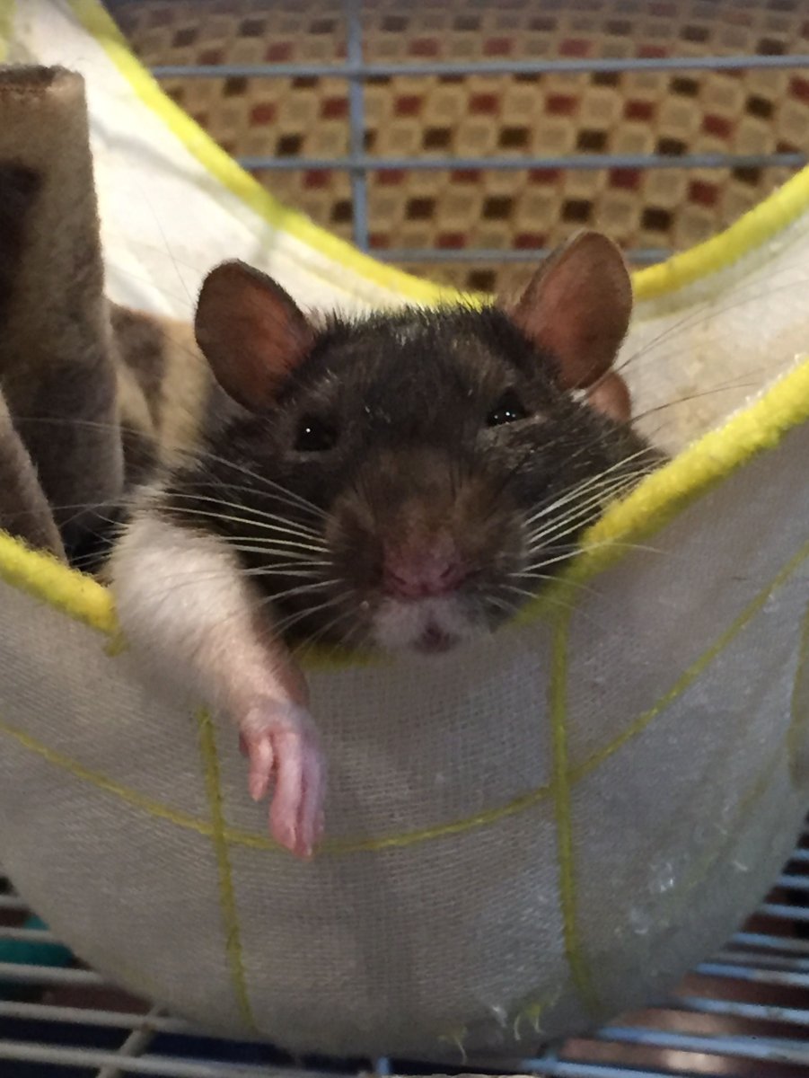 Большая декоративная крыса