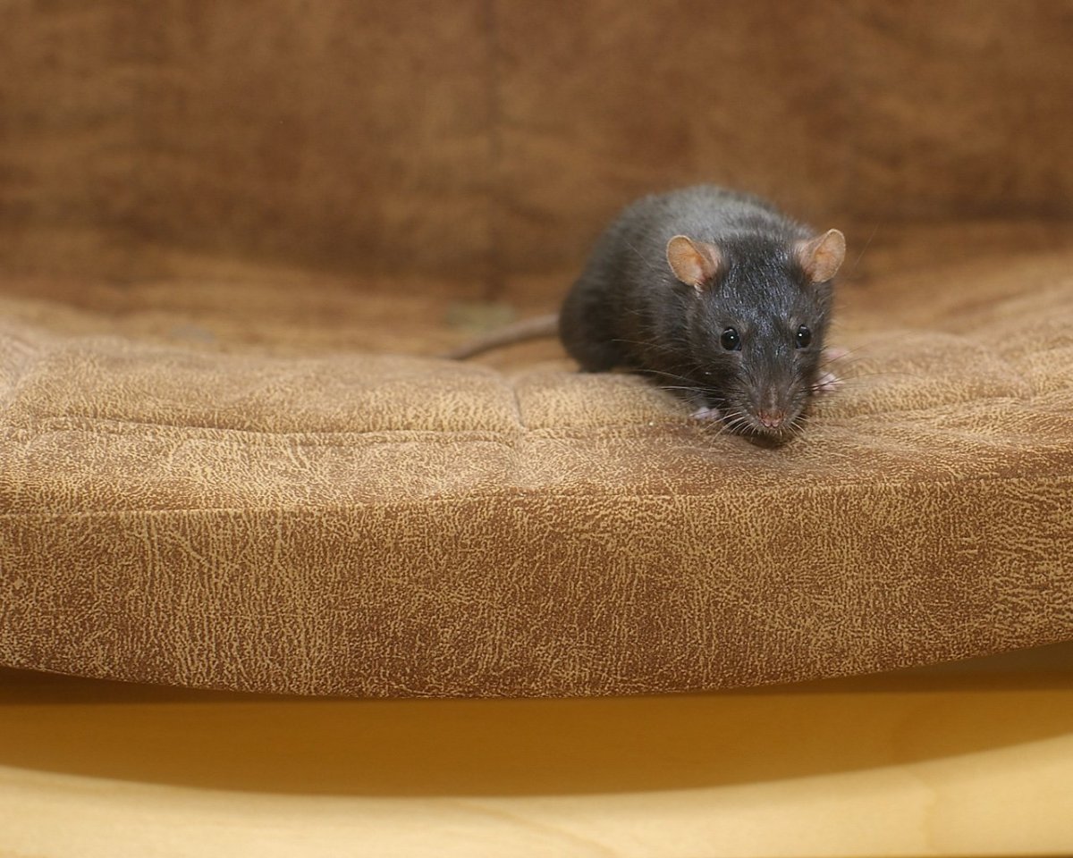 Пальмовая крыса Мальдивы