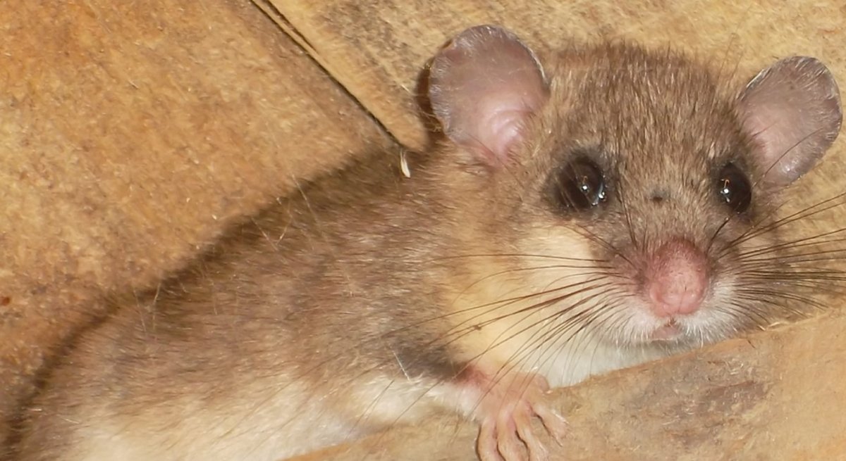 Грызуны Ярославской области