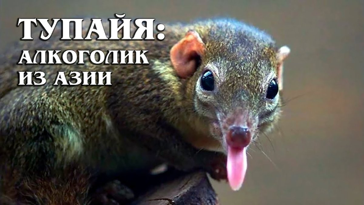 Перохвостая тупайя