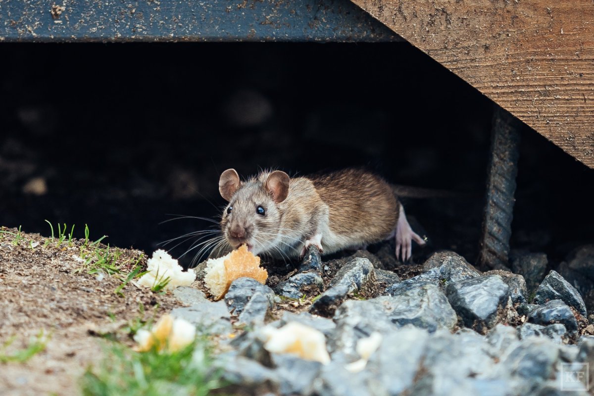 Крыса карбыш Норы