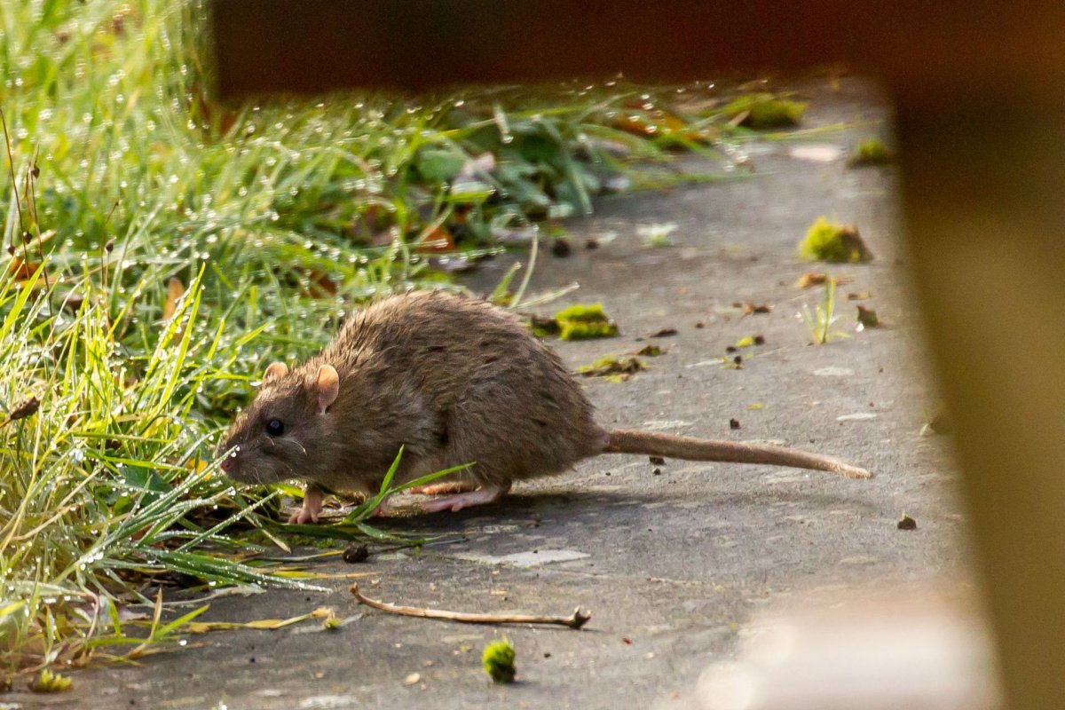 Речная крыса