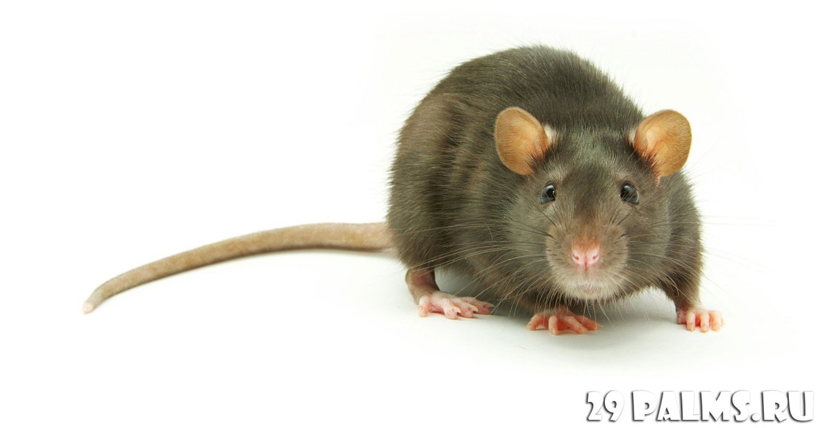 Древесная крыса