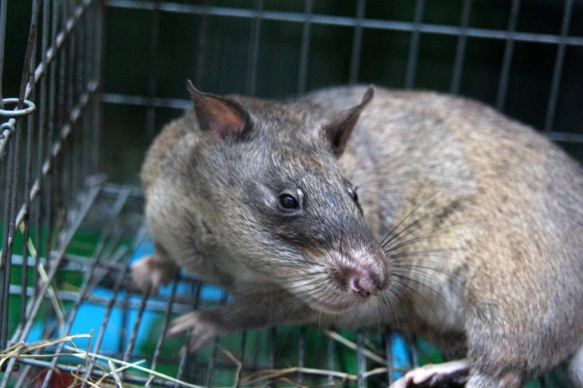 Gambian pouched rat