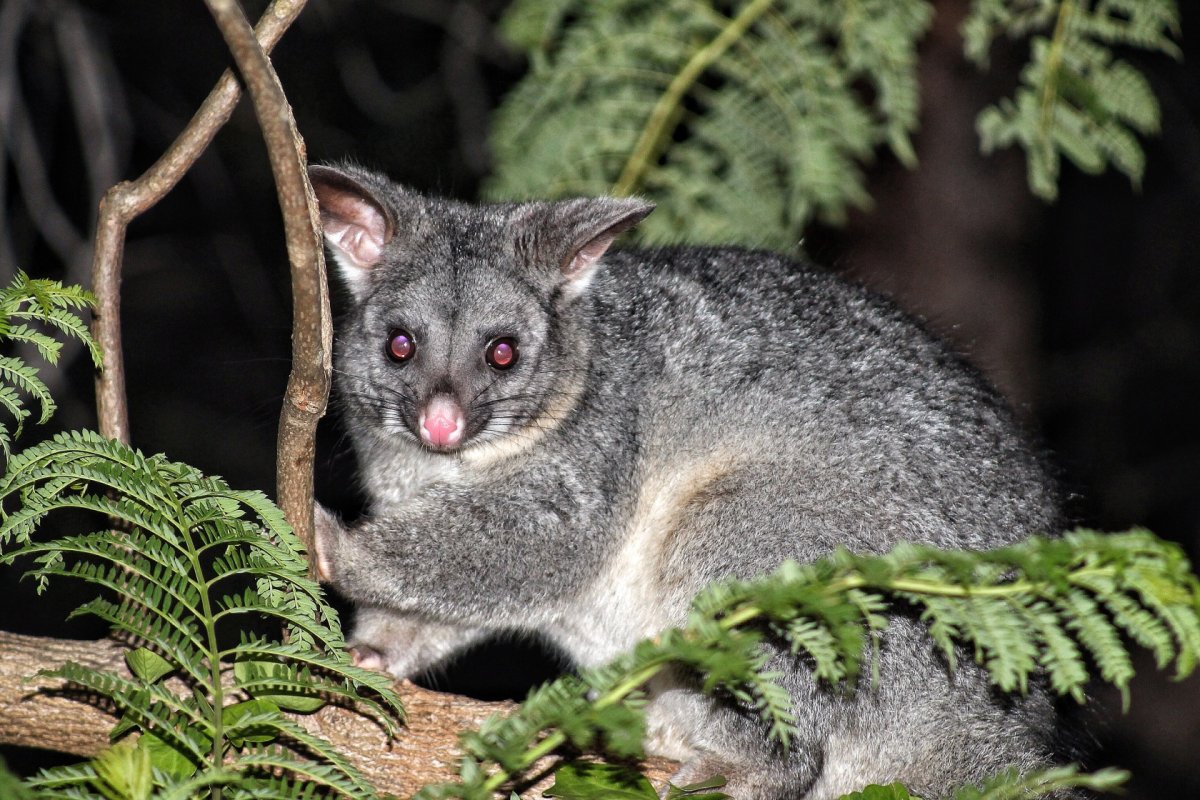Крыса Дамбо капюшоновая