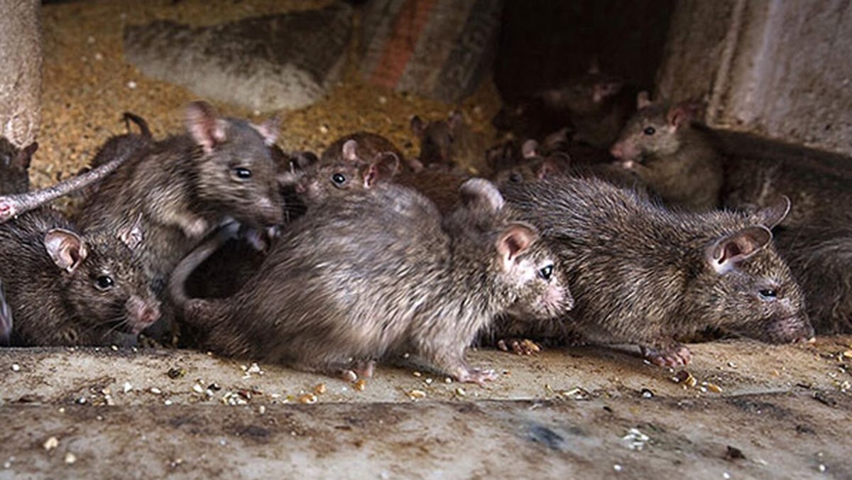 Смешные крысы