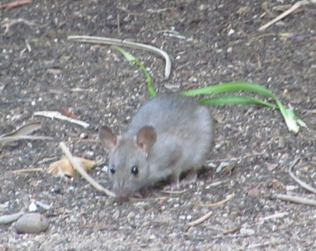 Землеройковые крысы с острова Сулавеси