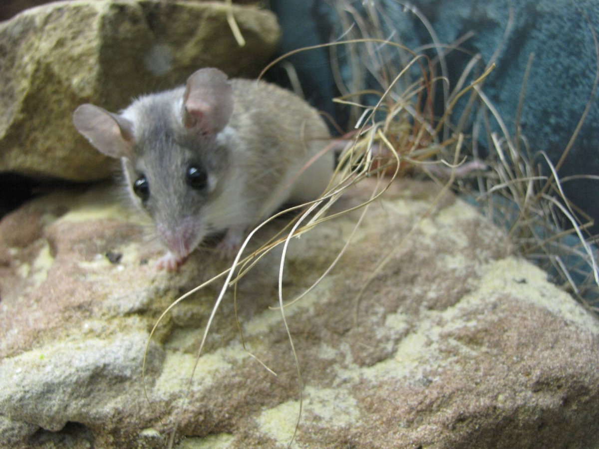 Капюшоновая крыса