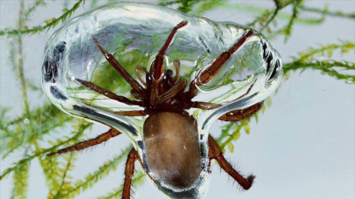 Водяной паук Argyroneta Aquatica