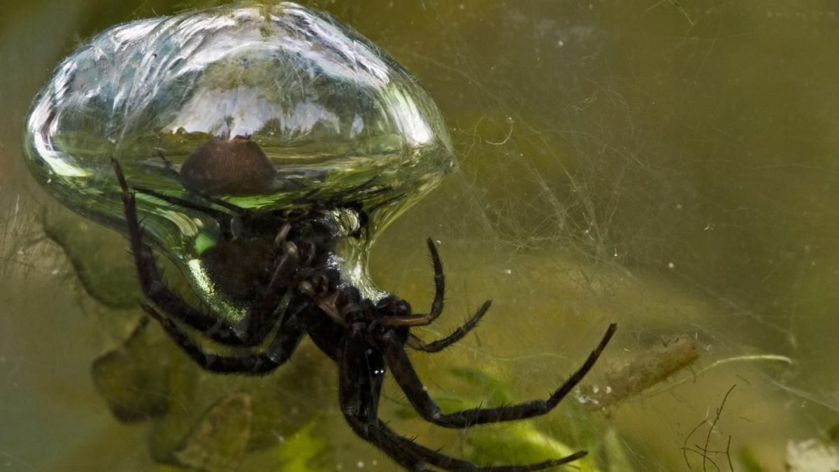 Арагог паук Австралия