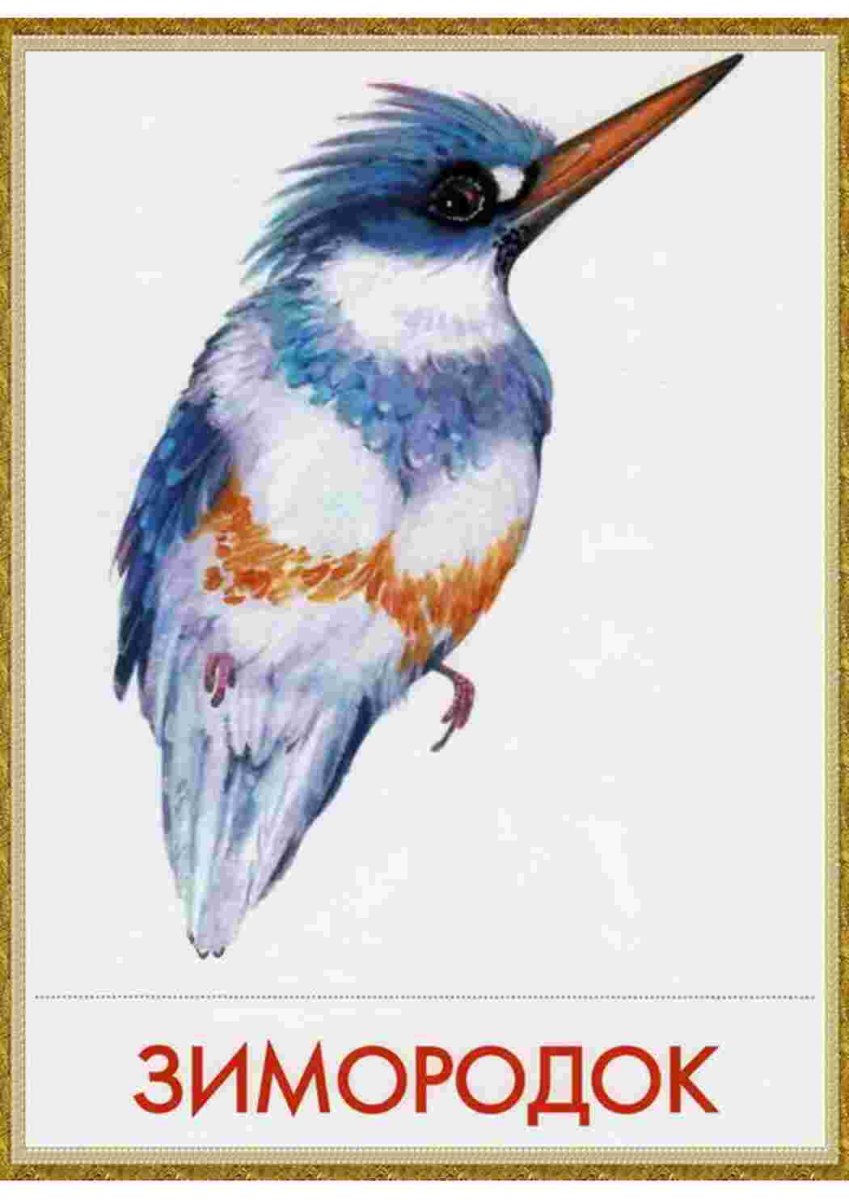 Развивающее лото птицы